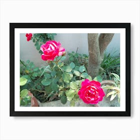 Roses 2 By Binod Dawadi Art Print