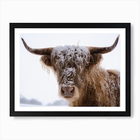 A Snowy Highland Cow In Scotland Art Print