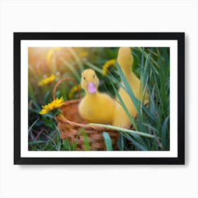 Ducklings In A Basket 1 Art Print