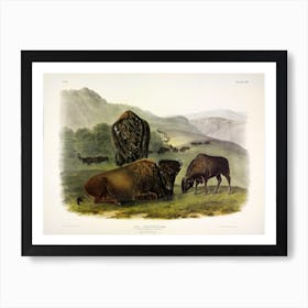  American Bison, John James Audubon Art Print