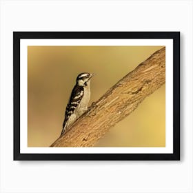 Female Downy Woodpecker Art Print
