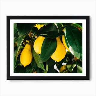 Amalfi Coast Lemons Art Print
