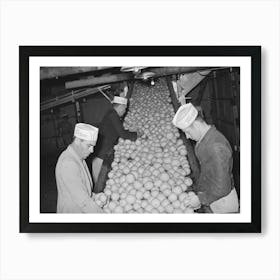 Inspecting Grapefruit On Conveyor, Grapefruit Juice Canning Plant, Weslaco,Texas By Russell Lee Art Print