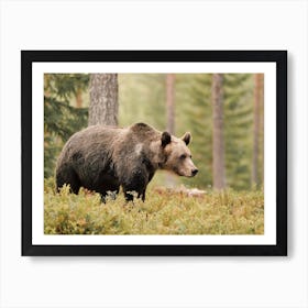 Brown Bear In Forest Art Print