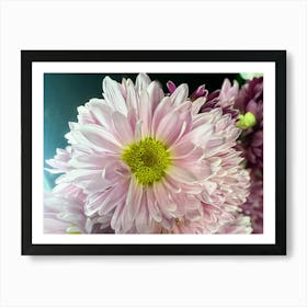 Pink Daisies - photography Art Print