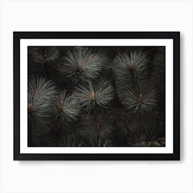 Rustic Pine Tree Art Print