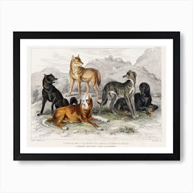 European Wolf, Black Wolf of North America, St.Bernard's Mastiff, Highland Greyhound, and Great Dog of Nepal, Oliver Goldsmith Art Print