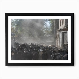 Herd Of Cattle In The Himalayas Art Print