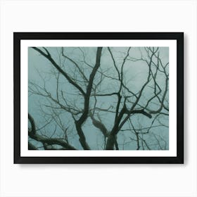 Bare Tree Branches In The Fog Art Print