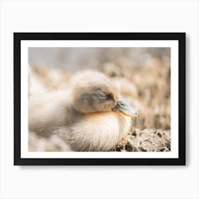 Sleeping Baby Duck Art Print