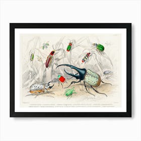 Collection Of Various Beetles, Oliver Goldsmith Art Print