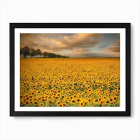 Sunflowers Art Print