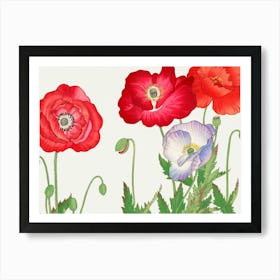 Poppies 11 Art Print