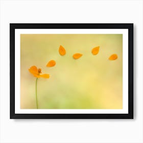 Cosmos Petals Art Print