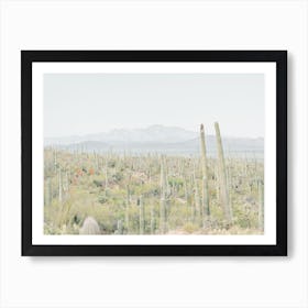 Tucson Desert Art Print
