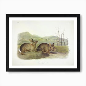 Bachman's Hare, John James Audubon Art Print