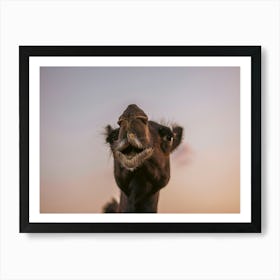 Camels Kiss Close up- Al Wathba Abu Dhabi UAE photo print - moody animal photography art Art Print Art Print