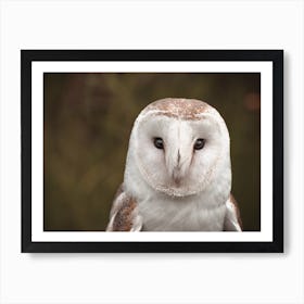 Barn Owl Scenery Art Print