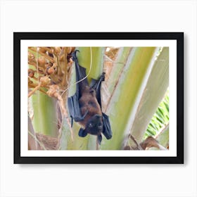 Fruit Bat Hanging From Palm Tree  Maldives nature Art Print
