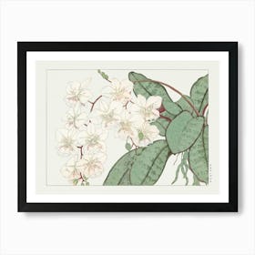 Orchids Art Print