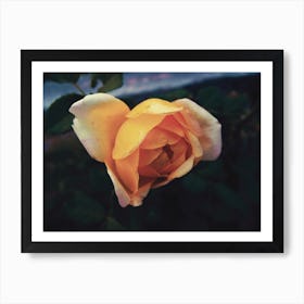 Yellow Rose Art Print