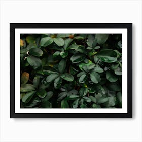 Spring Green II Art Print