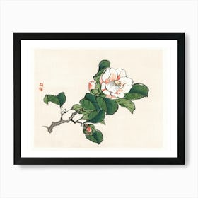 Chinese Magnolia Art Print