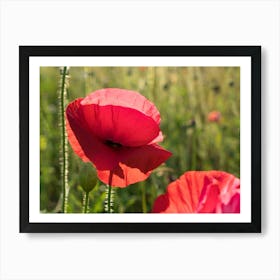 Red poppy blossom in the sunlight Art Print