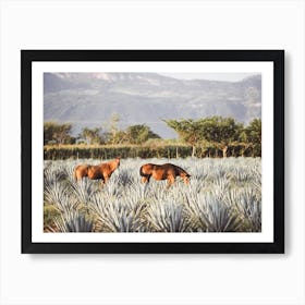 Agave Field Horses Art Print
