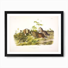 Canada Pouched Rat, John James Audubon Art Print