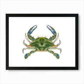 Atlantic Ocean Blue Crab By James Ellsworth De Kay On White Art Print