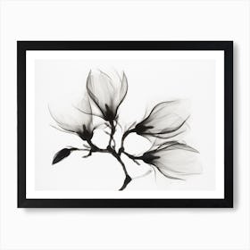 Magnolia Branch With Four Flowers Art Print