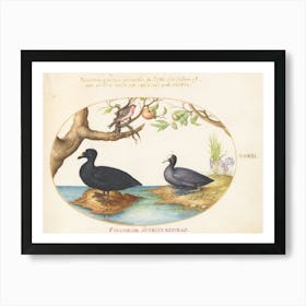 Flying And Amphibious Animals, Joris Hoefnagel (18) Art Print