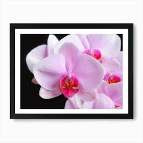 Blooming Orchid Flowers // Nature & Flower Photography Art Print