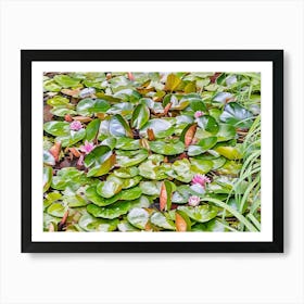 Serene Water Lily Pads. A vibrant collection of lush green lily pads with delicate white water lilies blooming amidst the foliage, creating a tranquil aquatic scene filled with natural beauty. 1 Art Print