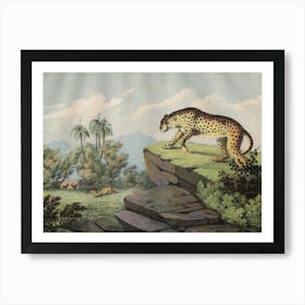 Vintage Kolb 2 Tafel 14 Gepard Art Print