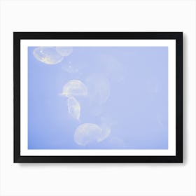 Jellyfish Swimming Underwater In La Rochelle Art Print