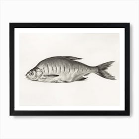 Fish, Jean Bernard Art Print
