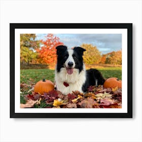 Autumnal Backdrop Transitioning Into Winter An American Border Collie Sits On A Bed Of Fallen Leave (4) Art Print