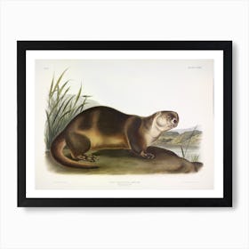 Canada Otter, John James Audubon Art Print