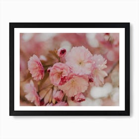 Cherry Blossoms Art Print