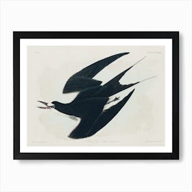 Sooty Tern, Birds Of America, John James Audubon Art Print