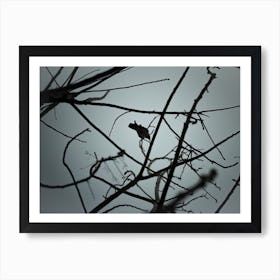 Crow On Tree Branches Art Print