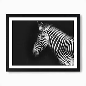 Zebra On Black Background Art Print