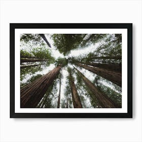 Redwood Forest Sky Art Print