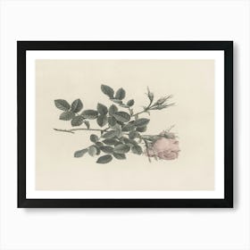 Rose Art Print