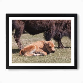 Sleeping Bison Calf Art Print