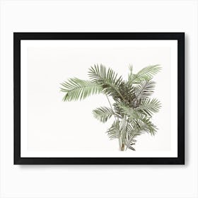 Palm Plant Art Print