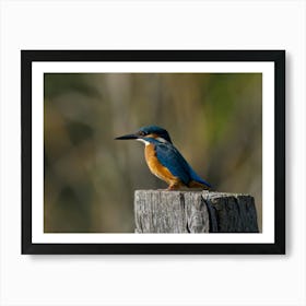 Kingfisher,Nature Photography,Colorful With Blurred Background Art Print