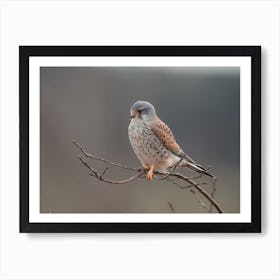 Young Kestrel Bird Art Print